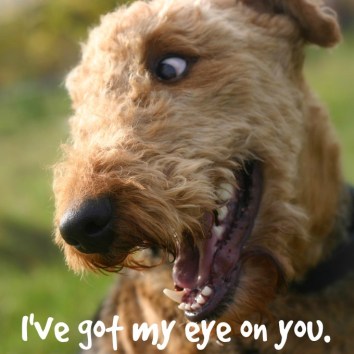 Airedale_Terrier_1